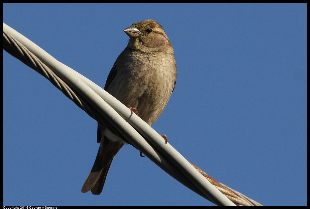 0428-172125-02.jpg - House Sparrow