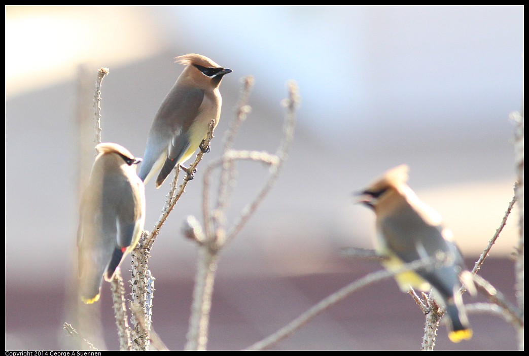 0428-172152-02.jpg - Cedar Waxwing