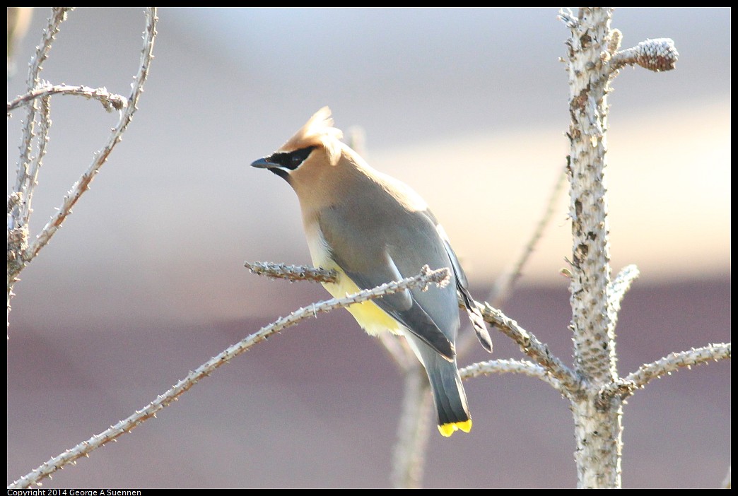 0428-172153-02.jpg - Cedar Waxwing