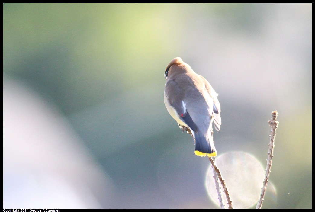 0428-172159-01.jpg - Cedar Waxwing