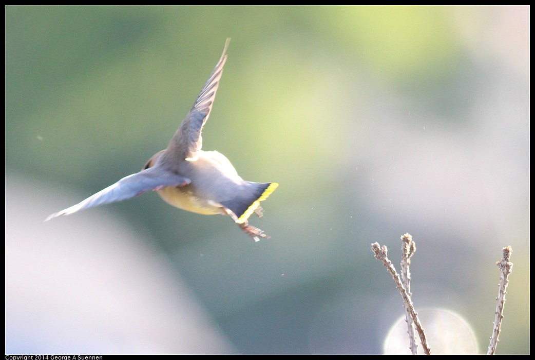 0428-172159-02.jpg - Cedar Waxwing