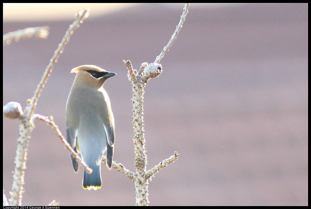 0428-172203-03.jpg - Cedar Waxwing