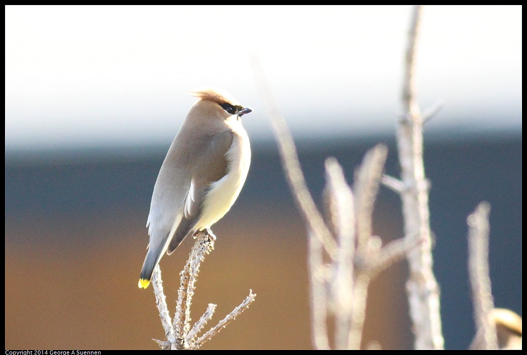 0428-172213-02.jpg - Cedar Waxwing