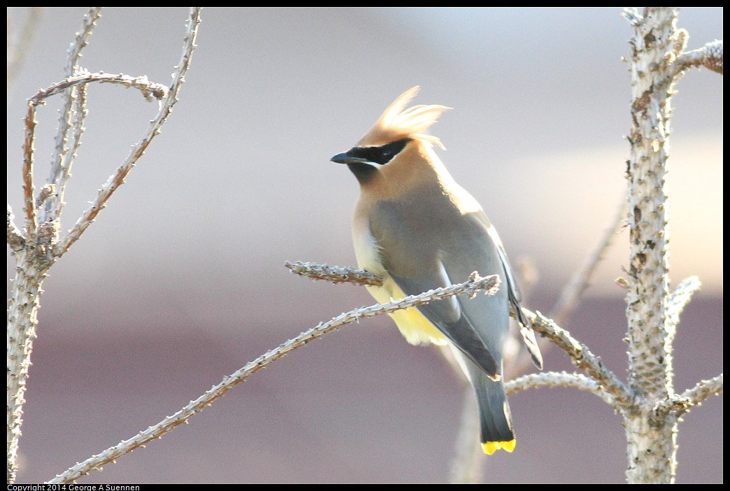 0428-172225-01.jpg - Cedar Waxwing