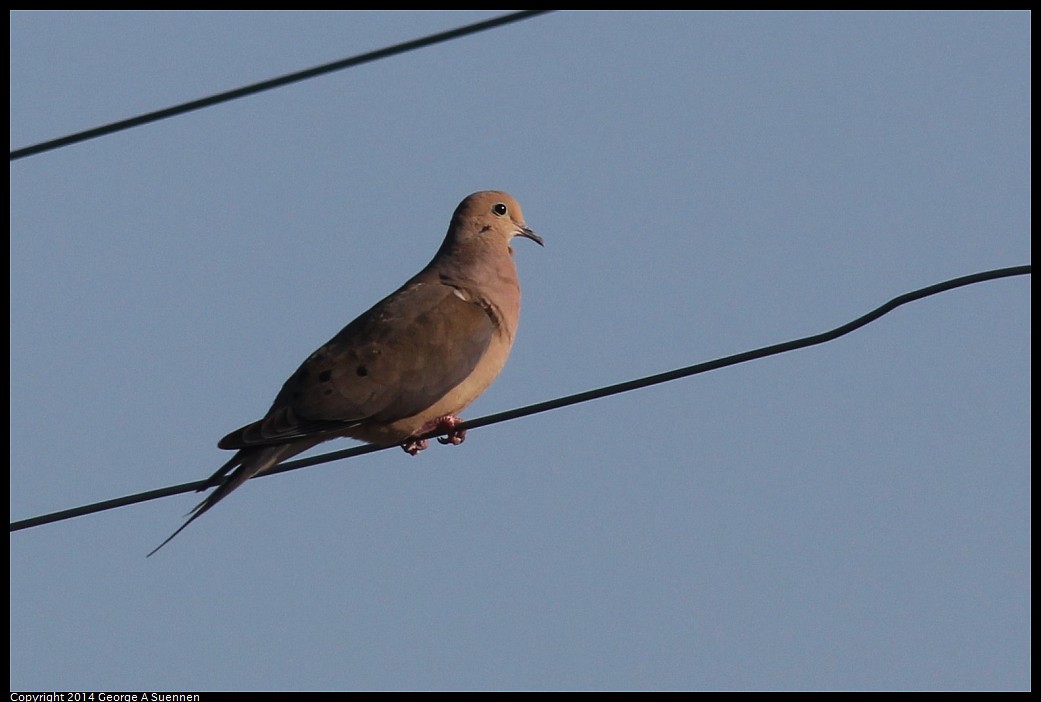 0428-172225-06.jpg - Mourning Dove