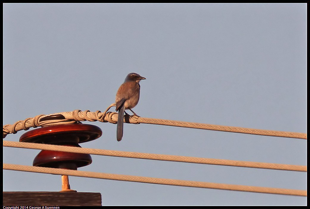 0428-172240-05.jpg - Western Scrub-Jay