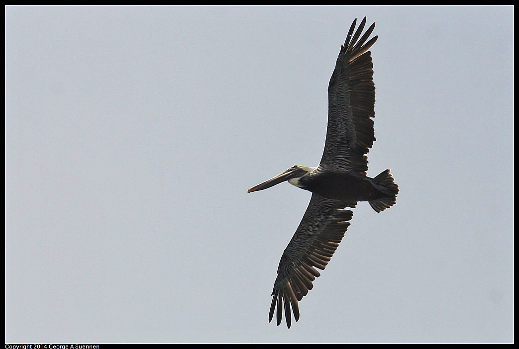 0819-093356-03.jpg - Brown Pelican