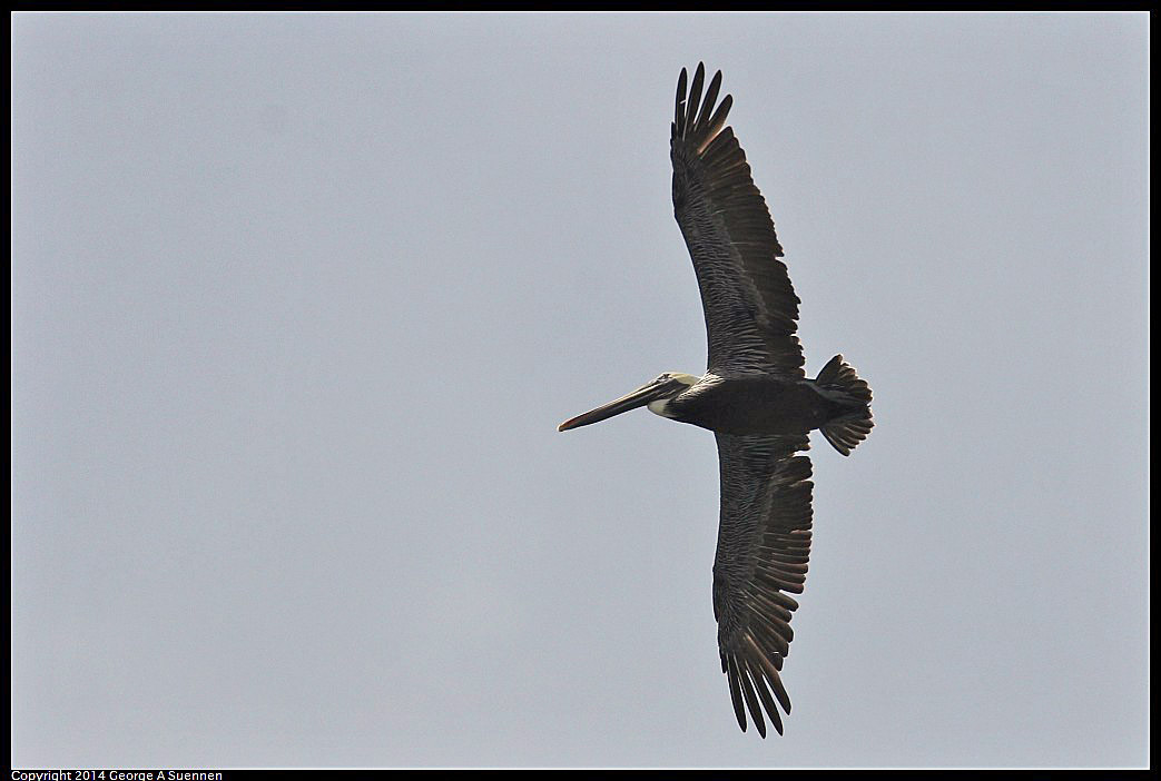 0819-093357-02.jpg - Brown Pelican