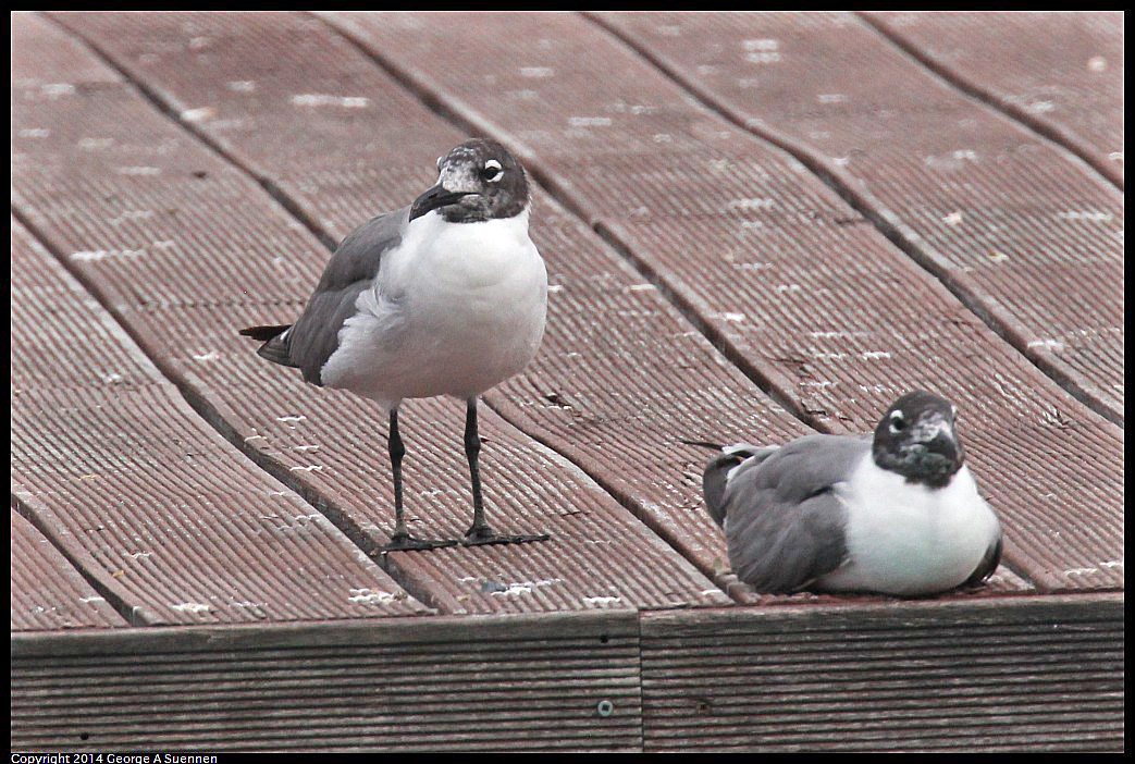 0819-095354-01.jpg - Laughing Gull