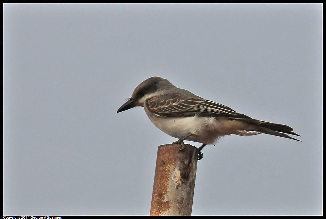 0819-095744-01.jpg - Gray Kingbird