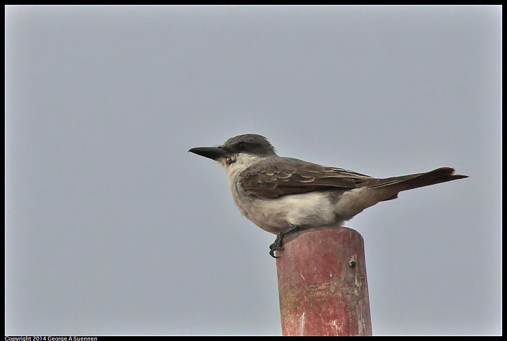 0819-095756-01.jpg - Gray Kingbird