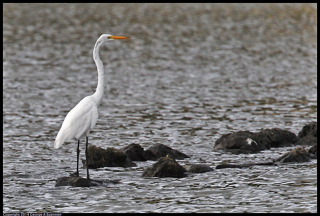 0819-100657-04.jpg - Great Egret