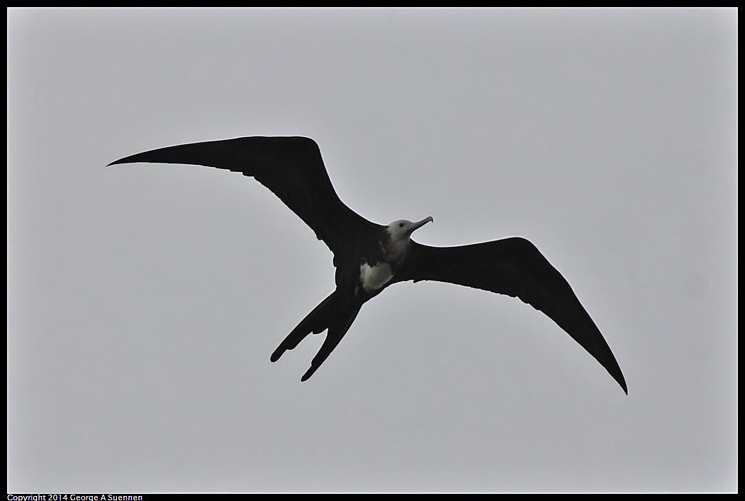 0819-100723-05.jpg - Magnificent Frigatebird