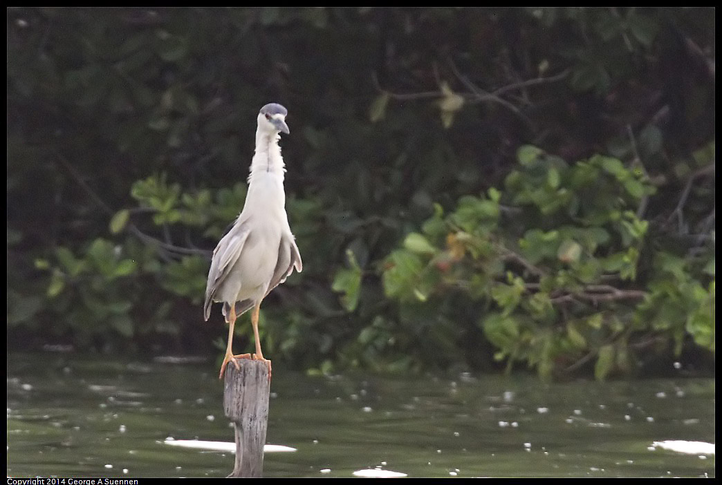 0819-100857-01.jpg - Black-crowned Night Heron