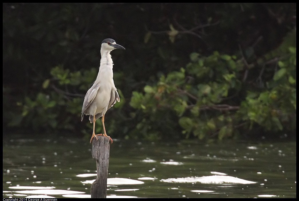 0819-100901-02.jpg - Black-crowned Night Heron