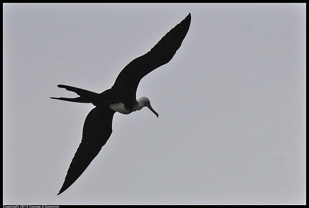 0819-100955-02.jpg - Magnificent Frigatebird