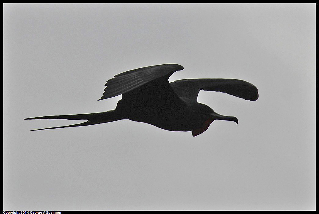 0819-101402-02.jpg - Magnificent Frigatebird