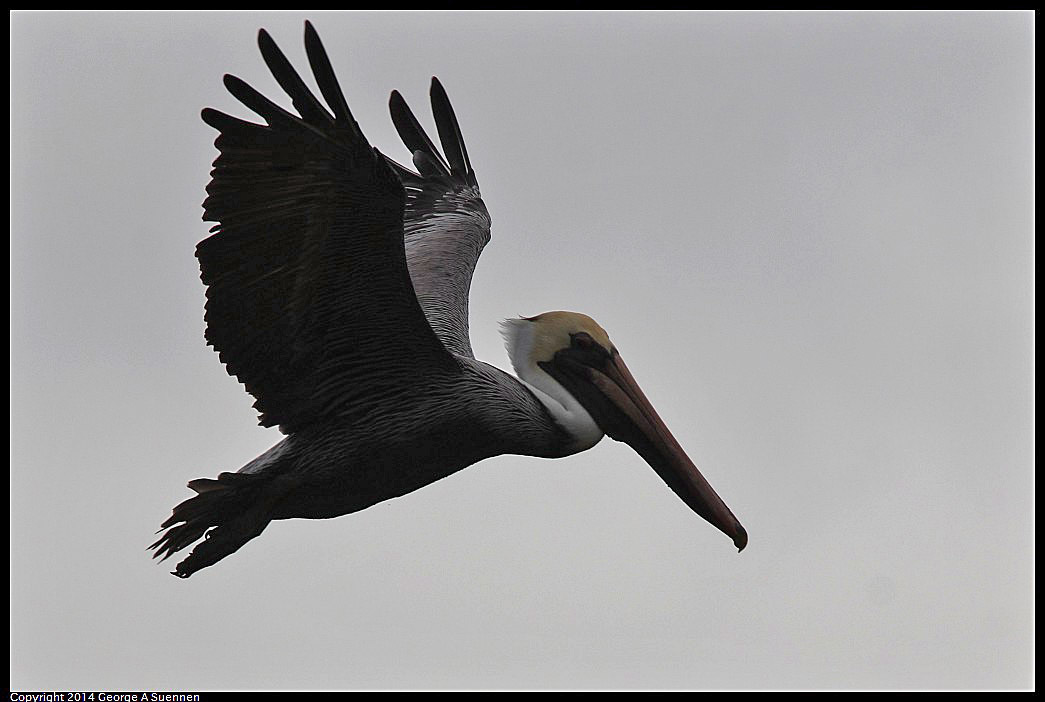 0819-101503-02.jpg - Brown Pelican