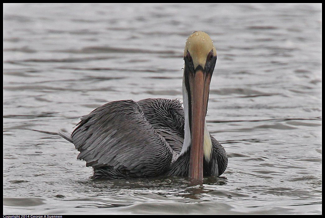 0819-101510-04.jpg - Brown Pelican