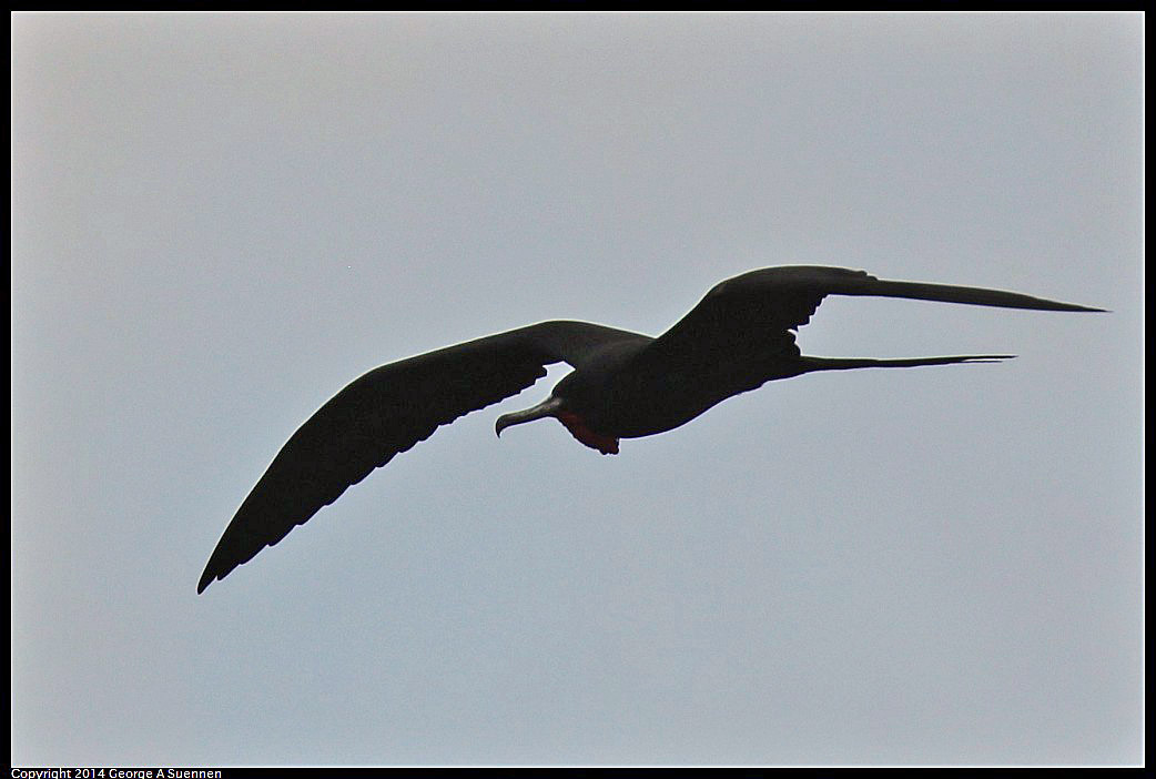 0819-101524-01.jpg - Magnificent Frigatebird