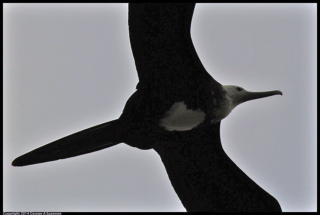 0819-101538-04.jpg - Magnificent Frigatebird