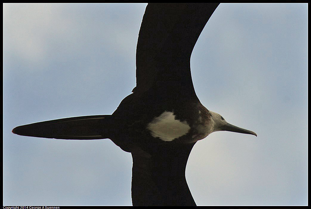 0819-101539-02.jpg - Magnificent Frigatebird