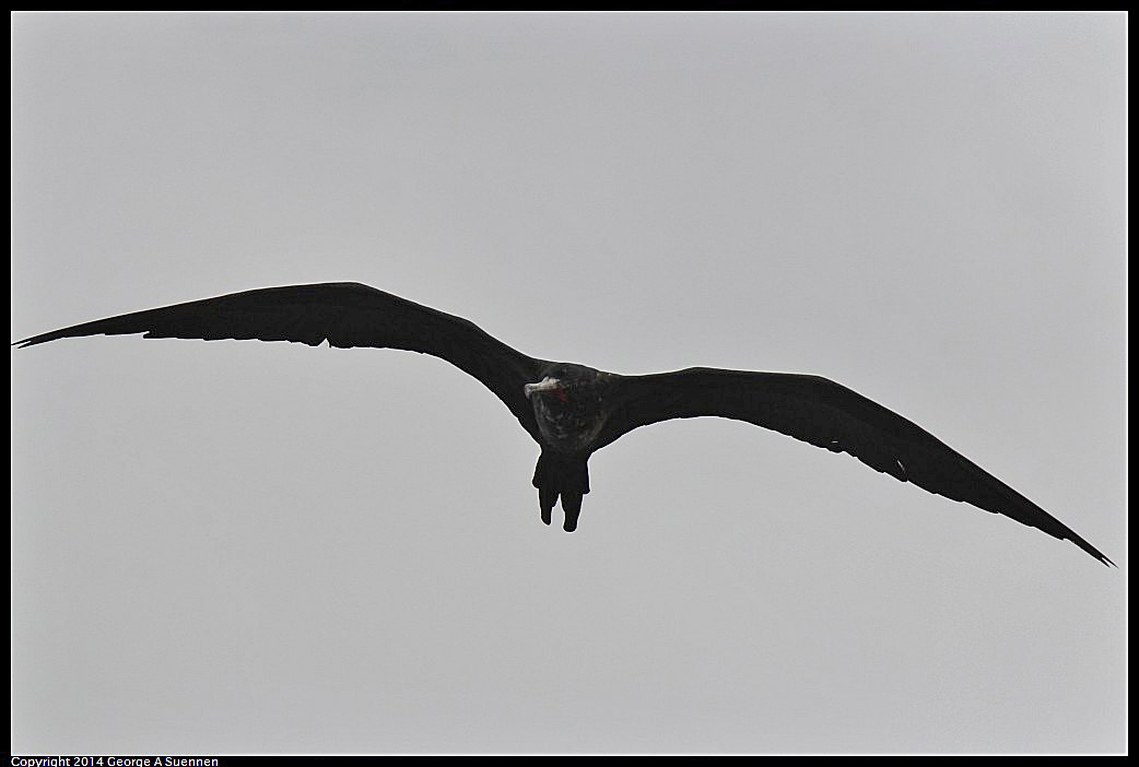 0819-101549-01.jpg - Magnificent Frigatebird