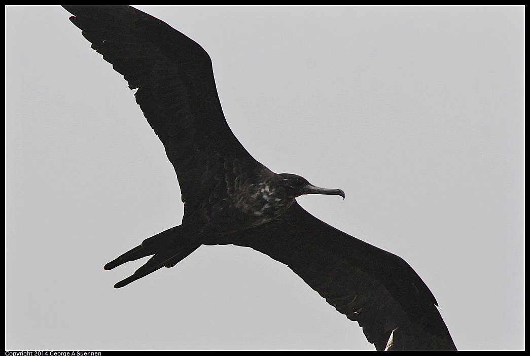 0819-101552-05.jpg - Magnificent Frigatebird