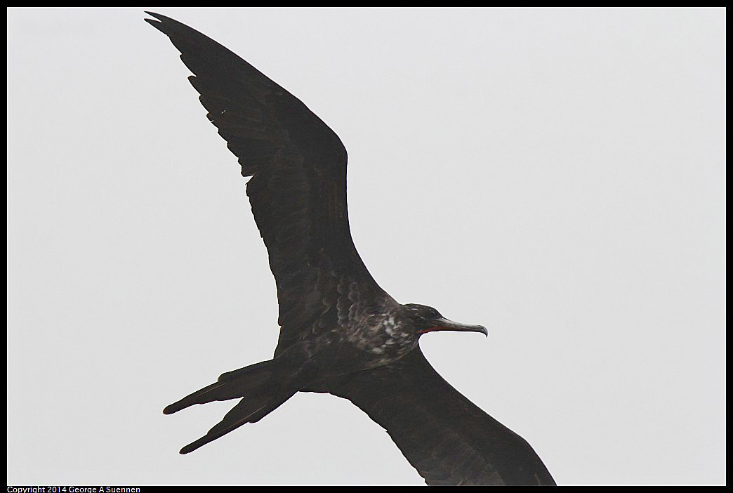 0819-101552-06.jpg - Magnificent Frigatebird