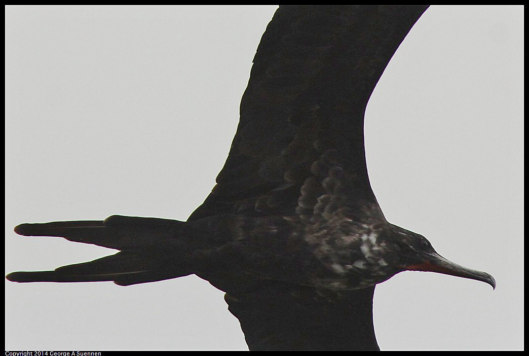 0819-101553-02.jpg - Magnificent Frigatebird