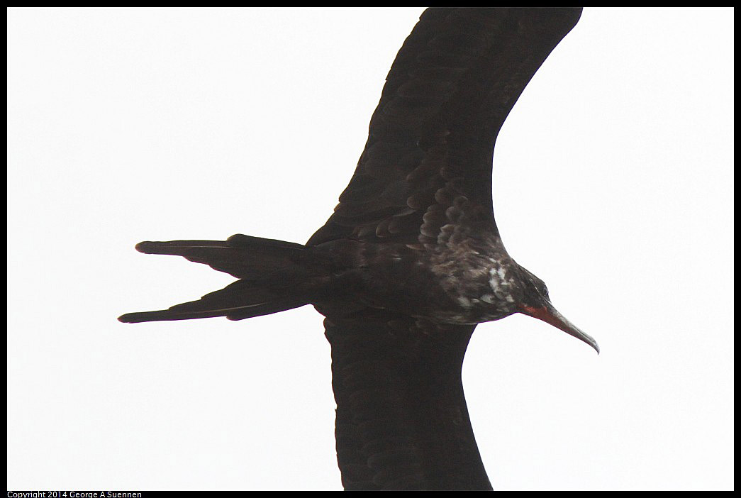 0819-101553-03.jpg - Magnificent Frigatebird