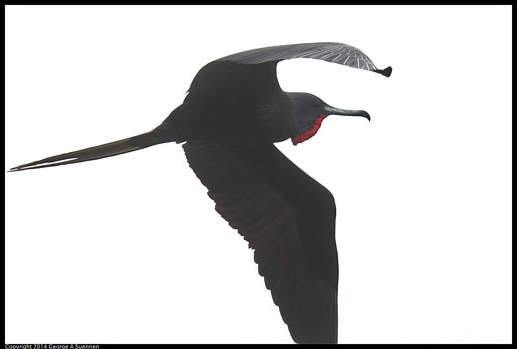 0819-101608-01.jpg - Magnificent Frigatebird