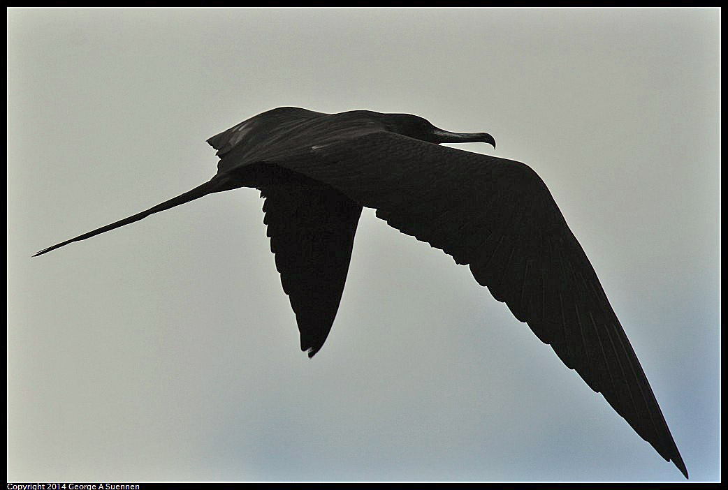 0819-101609-04.jpg - Magnificent Frigatebird