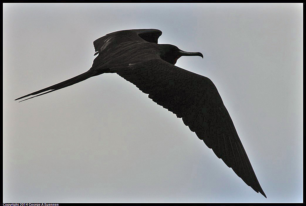 0819-101610-01.jpg - Magnificent Frigatebird