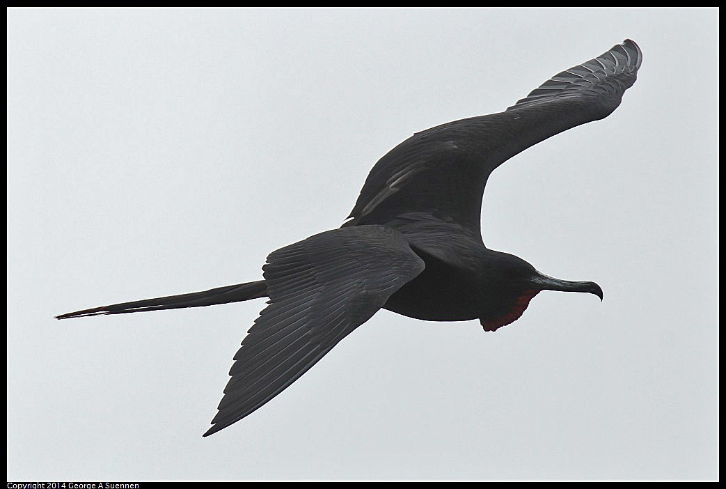 0819-101611-02.jpg - Magnificent Frigatebird