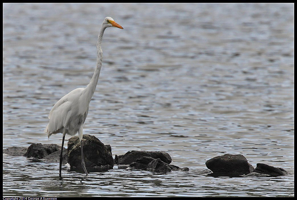 0819-101648-01.jpg - Great Egret