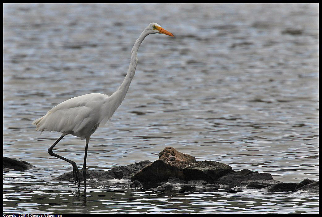 0819-101656-01.jpg - Great Egret