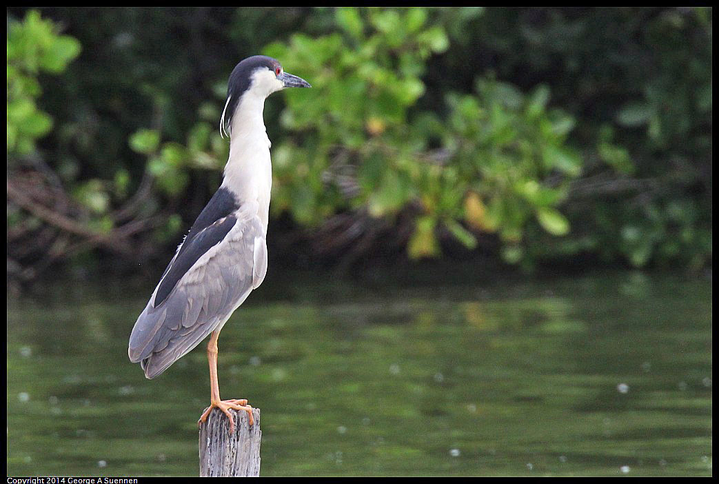 0819-101838-01.jpg - Black-crowned Night Heron