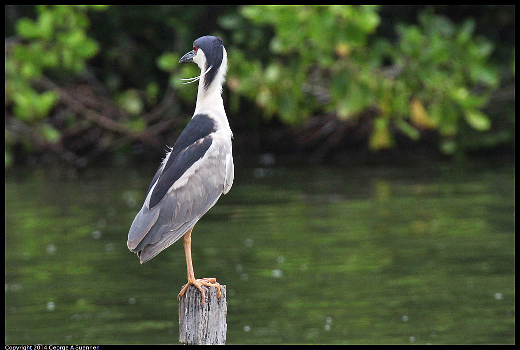 0819-101922-01.jpg - Black-crowned Night Heron