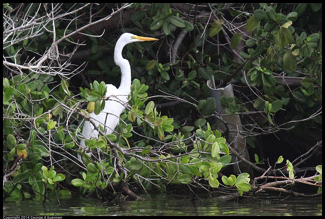 0819-101928-02.jpg - Great Egret