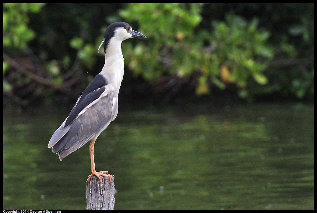 0819-101941-02.jpg - Black-crowned Night Heron