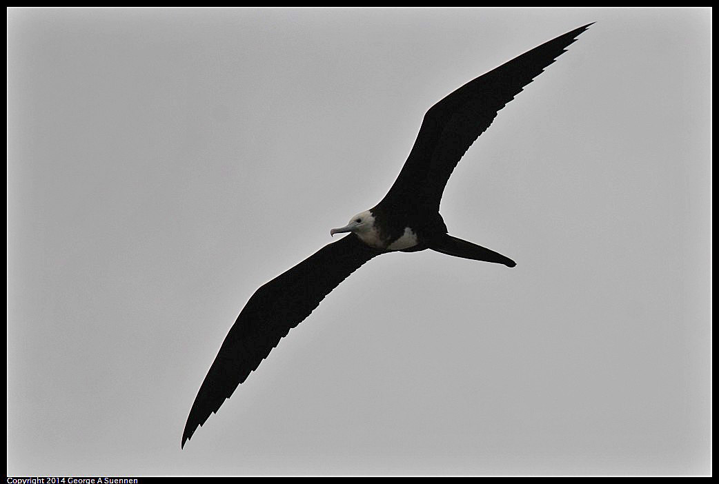 0819-101955-03.jpg - Magnificent Frigatebird