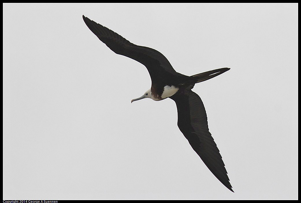 0819-101957-01.jpg - Magnificent Frigatebird