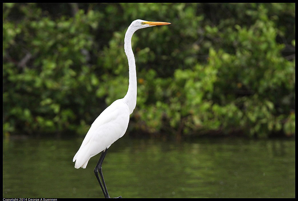 0819-102303-01.jpg - Great Egret