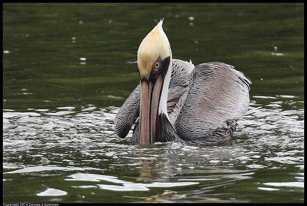 0819-102322-05.jpg - Brown Pelican