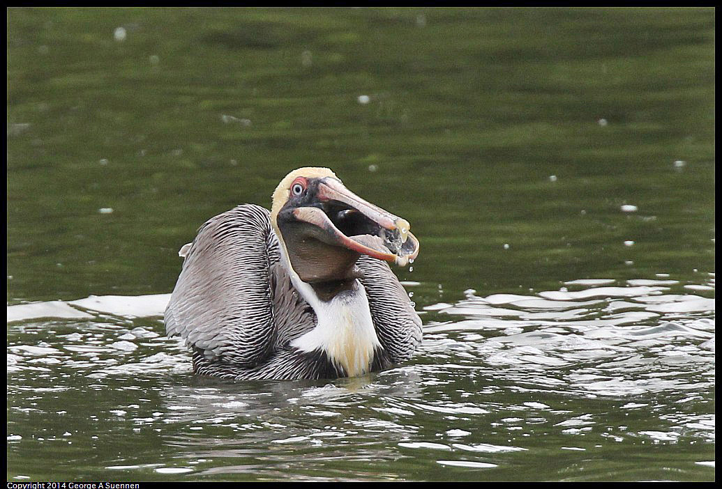 0819-102324-01.jpg - Brown Pelican