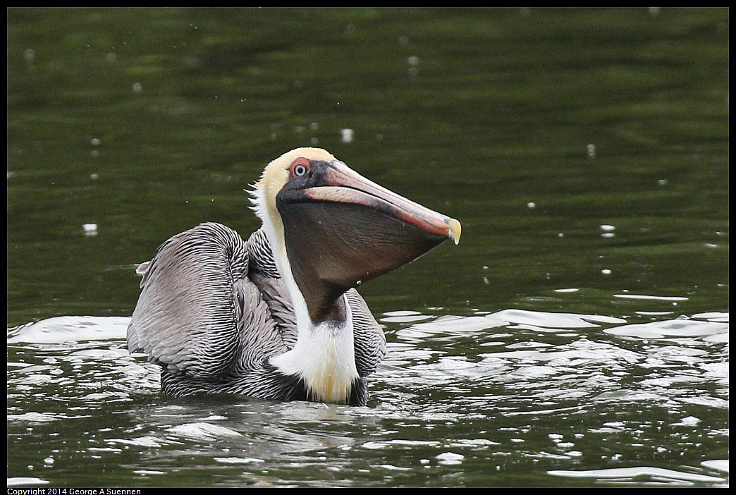 0819-102324-02.jpg - Brown Pelican