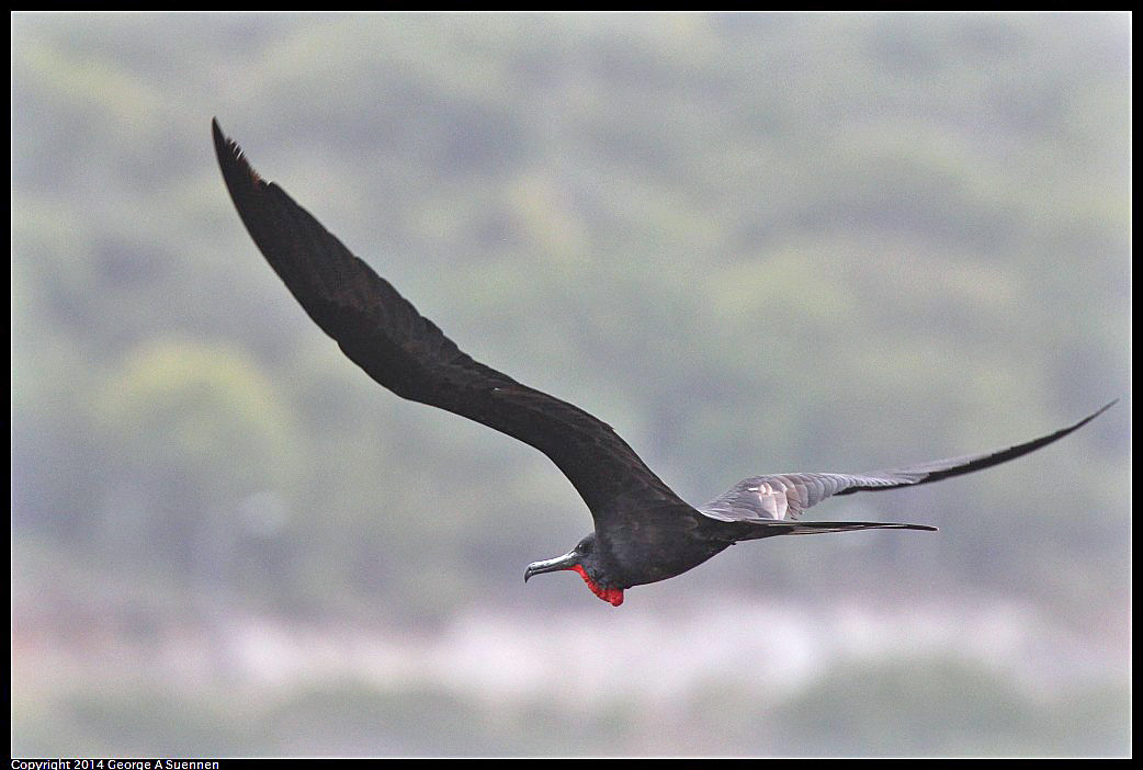 0819-102417-01.jpg - Magnificent Frigatebird