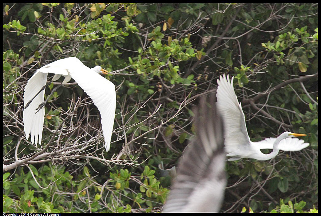 0819-102431-01.jpg - Great Egret