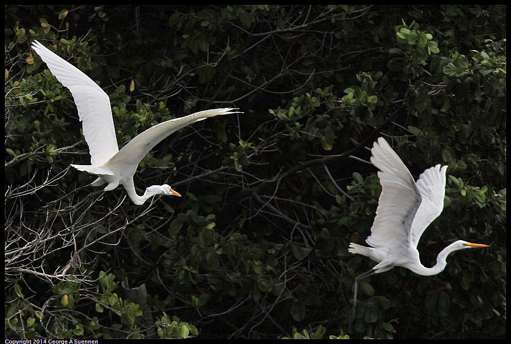 0819-102431-02.jpg - Great Egret